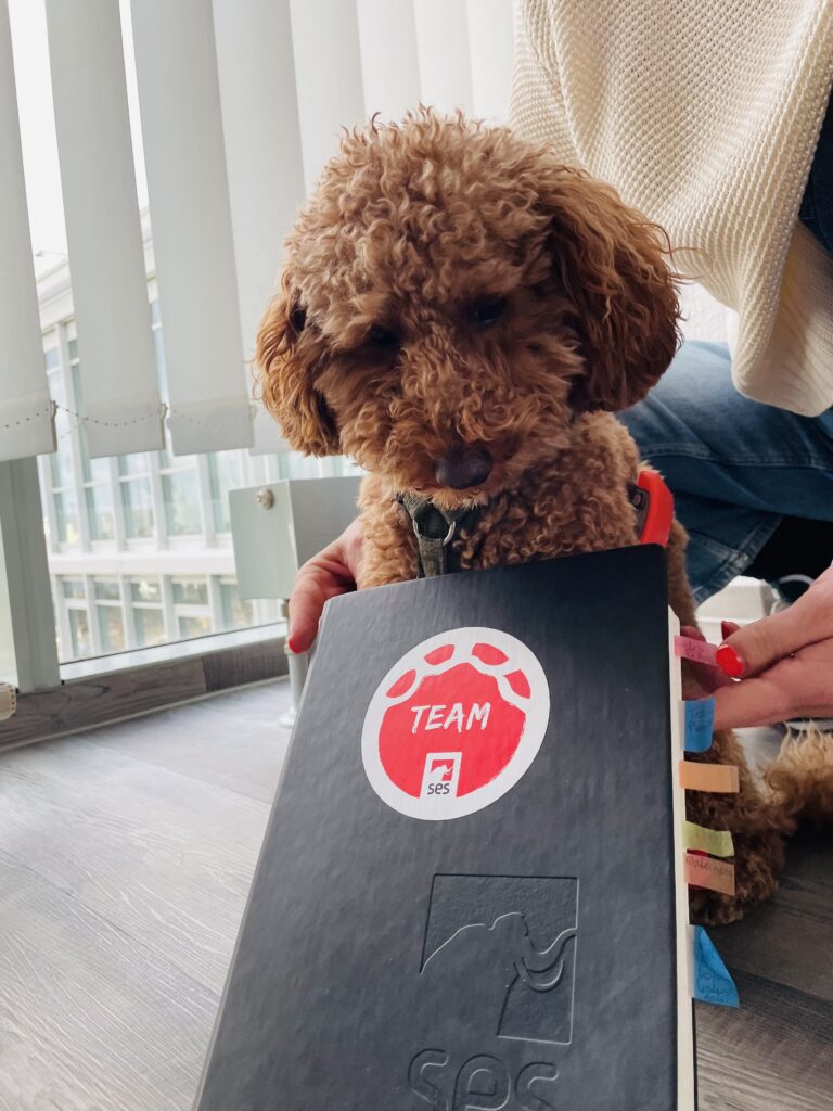 Bürohund Freddie
