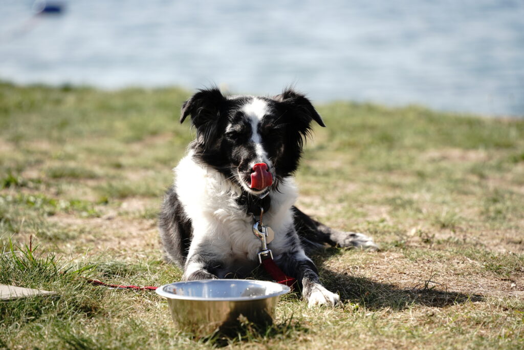 Bürohund Mona